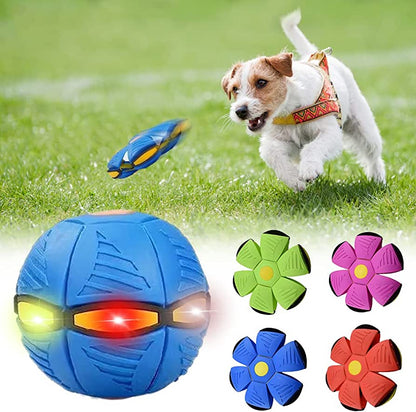 Dog playing with durable dog frisbee toy outdoors