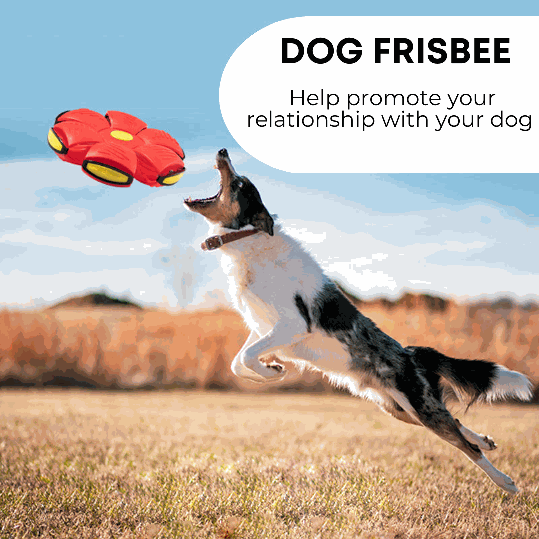 dog catching durable dog frisbee toy in park
