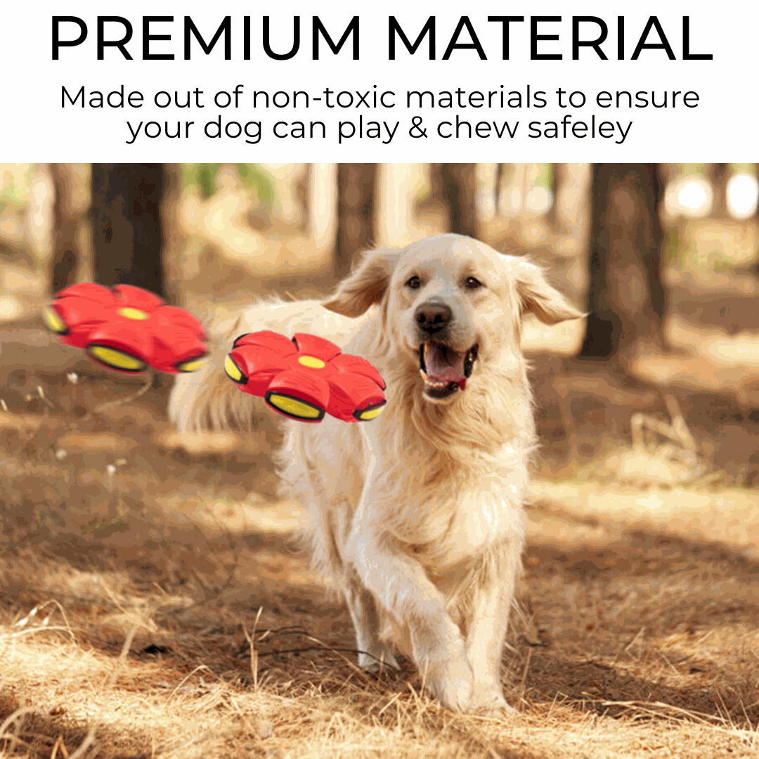 Dog catching a durable Dog Frisbee in mid-air outdoors
